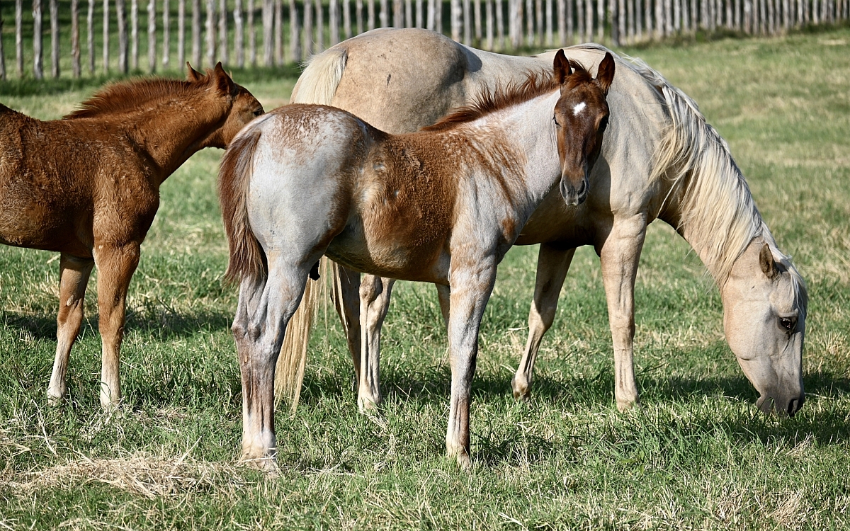 DSC 1207