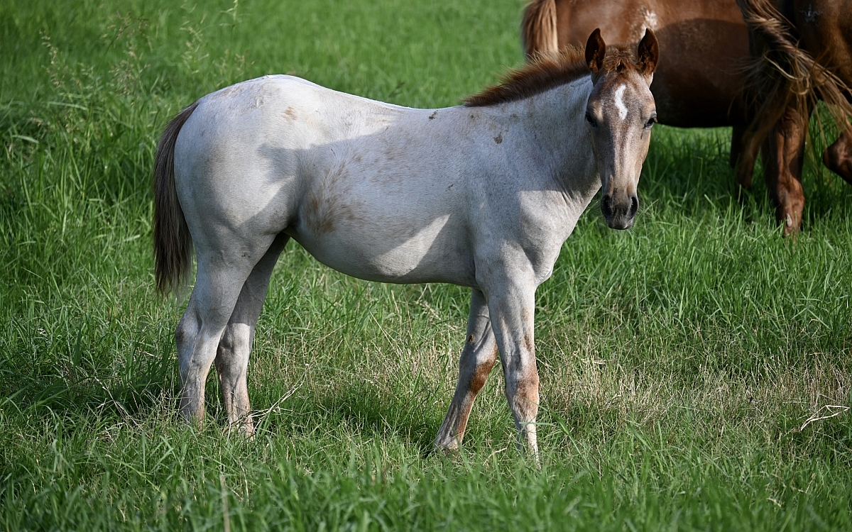 DSC 1706