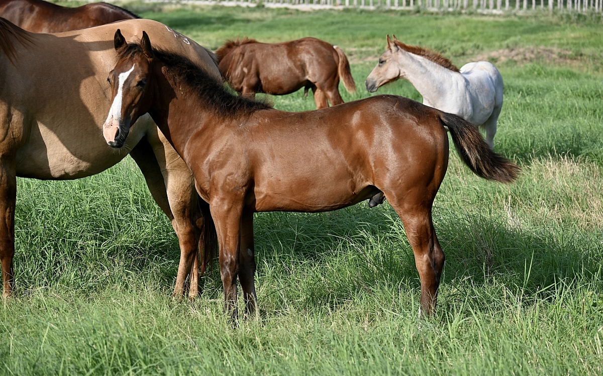 DSC 1710