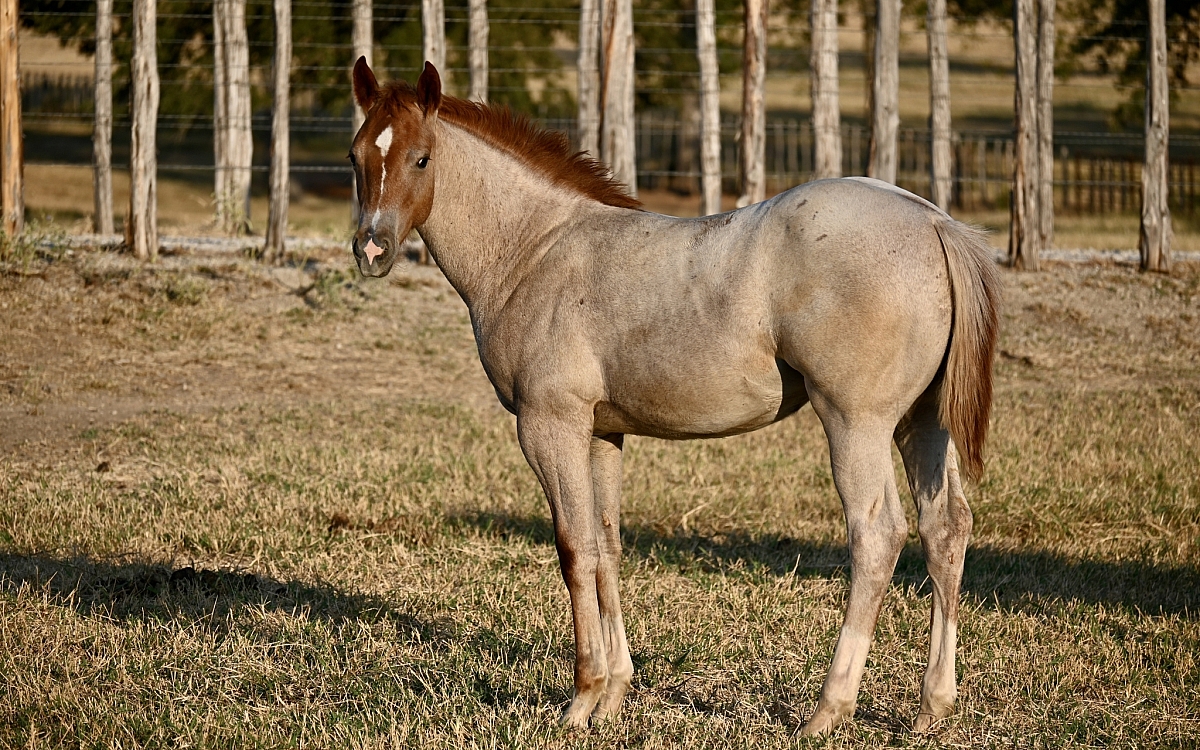 DSC 2156