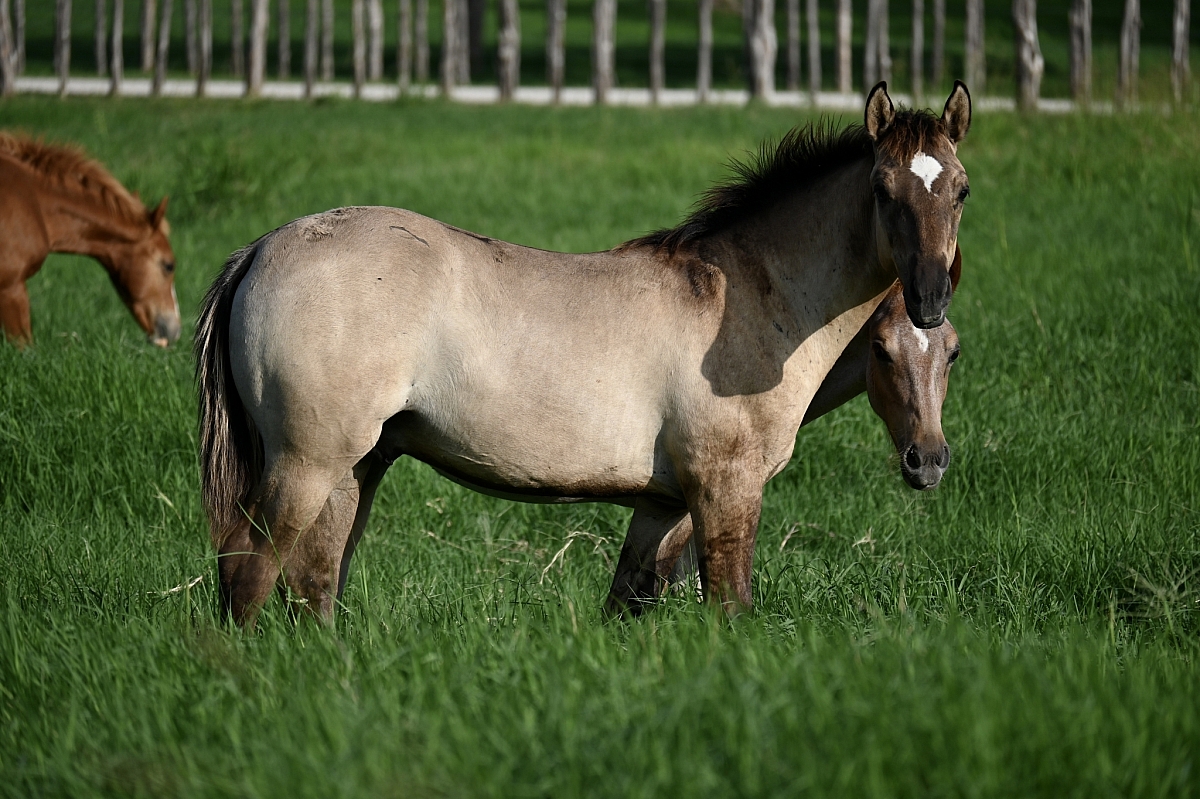 DSC 1689