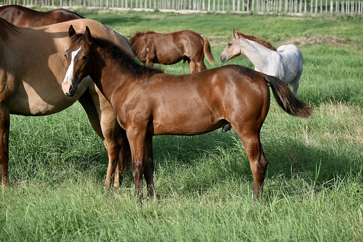 DSC 1710