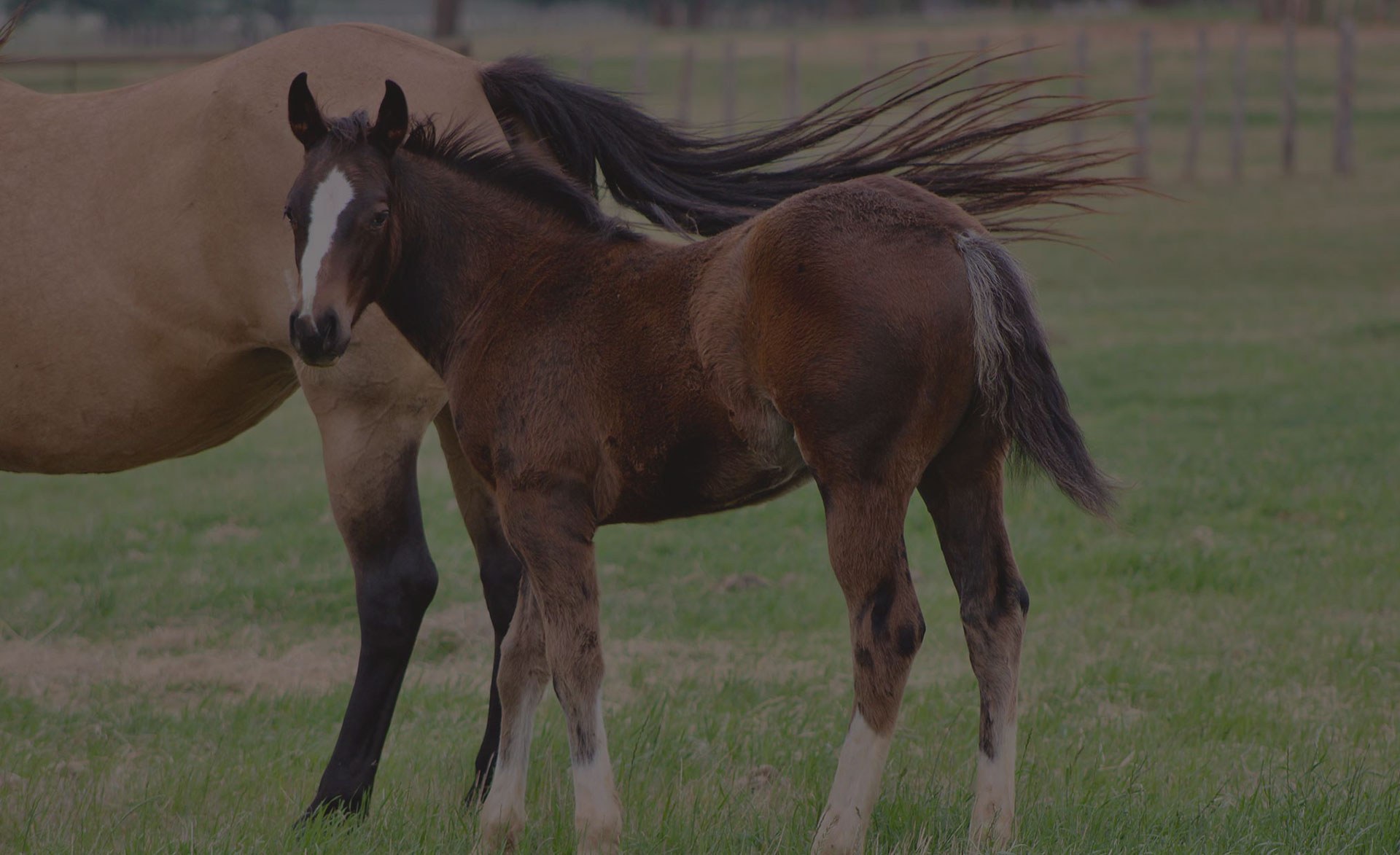 Beechfork Ranch - Video Background - Prospects