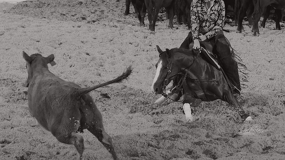 Beechfork Ranch - Mares - Breeding Info