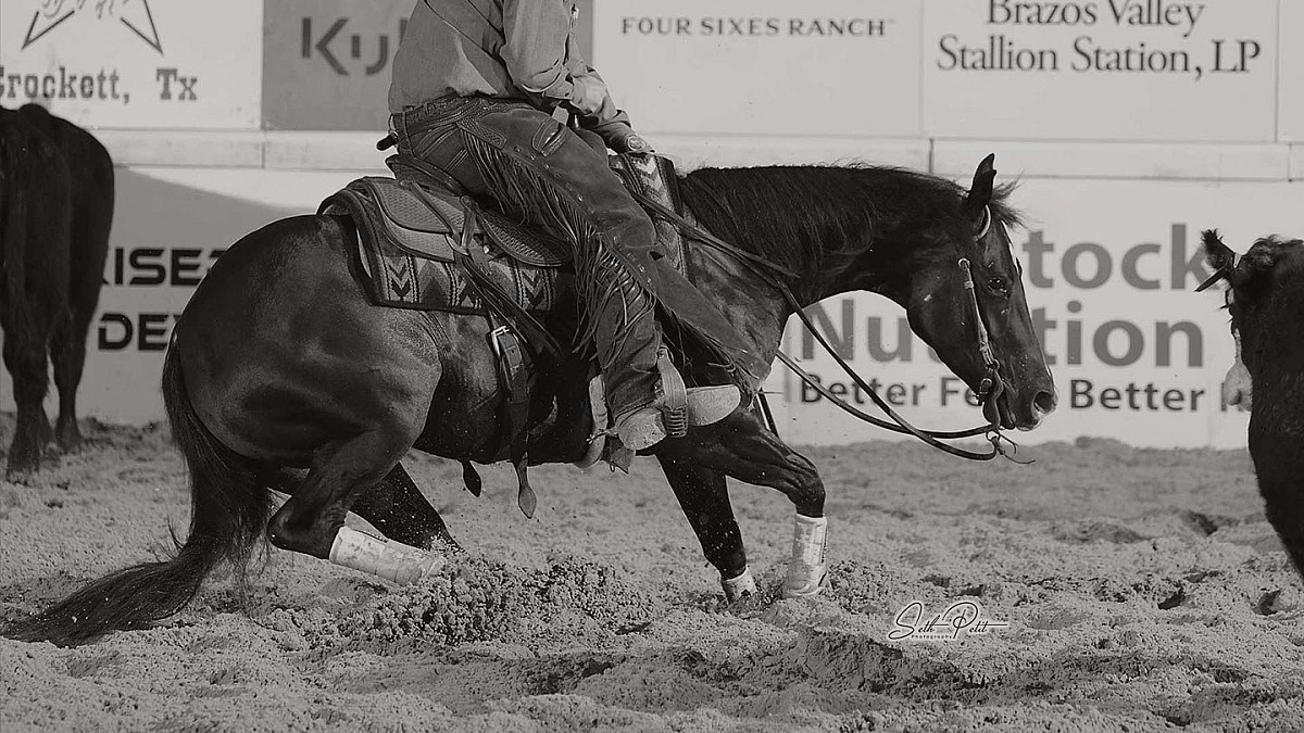Beechfork Ranch - Preview Show Horses