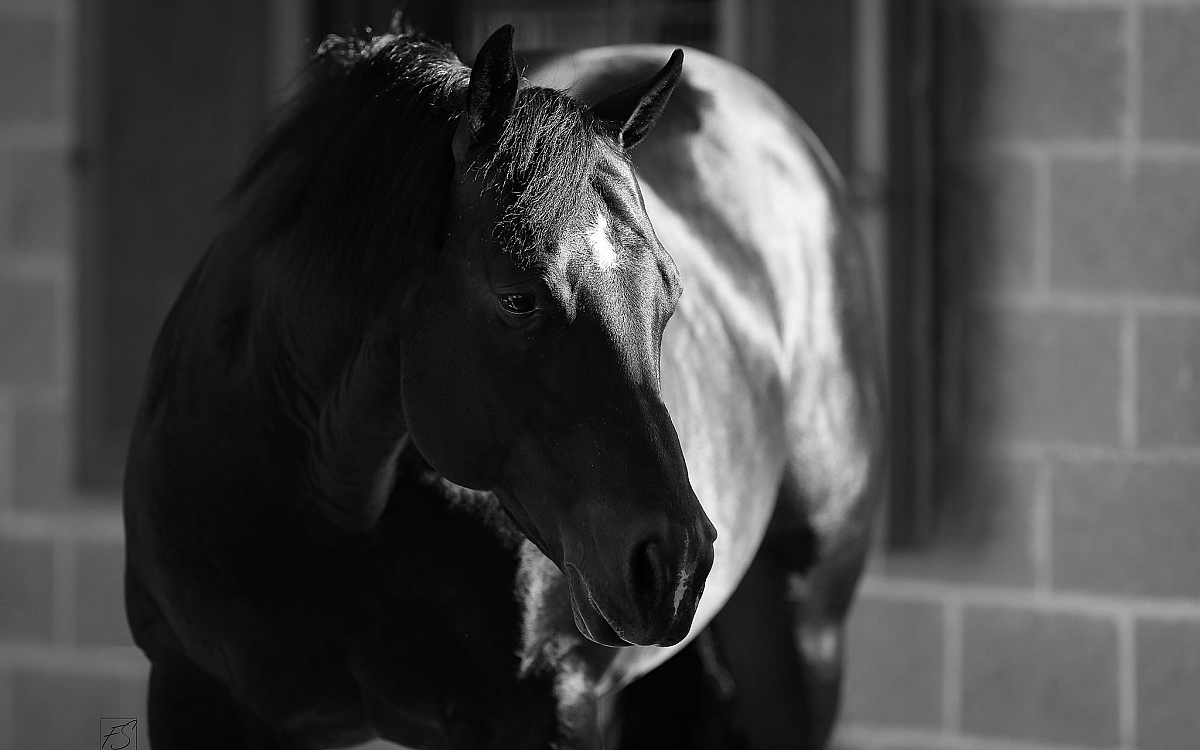 NRR Cat King Cole - Black and White - Home