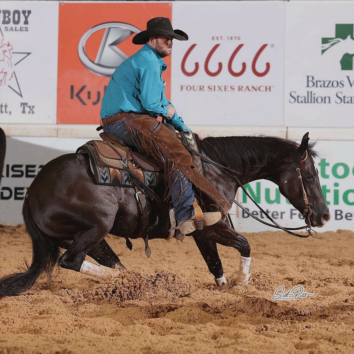 Beechfork Show Horses