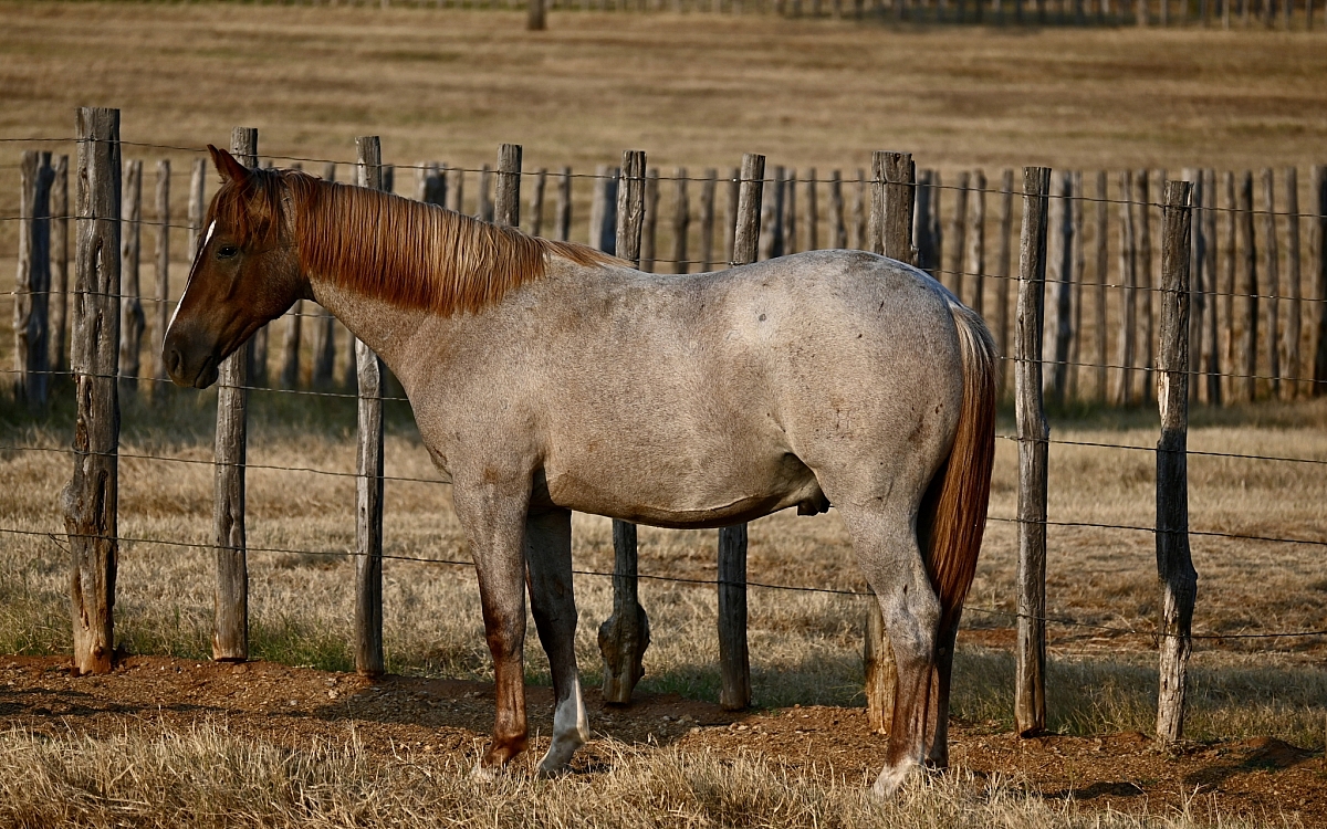 DSC 2005