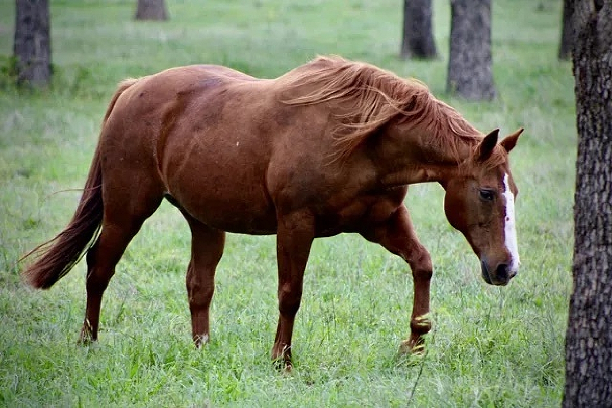 Smartlittlelenastoy 4