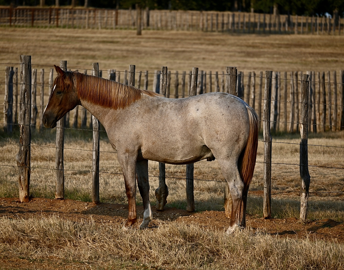DSC 2005